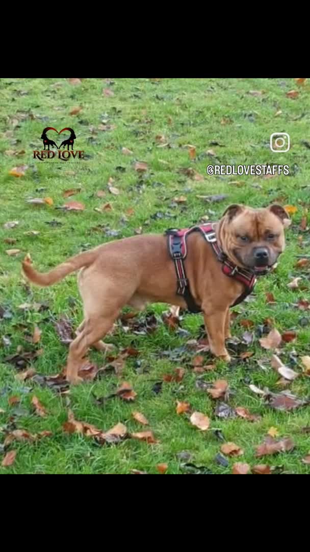 Staffordshire Bull Terrier dogs for stud: 🥨THE RED DREAM TEAM🥨 in Rochdale - Video 2