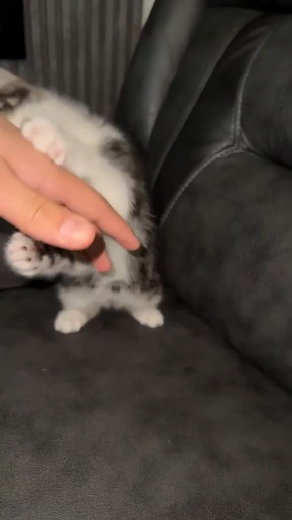 Domestic Shorthair cats for sale: Cute tabby kitten - Video 3