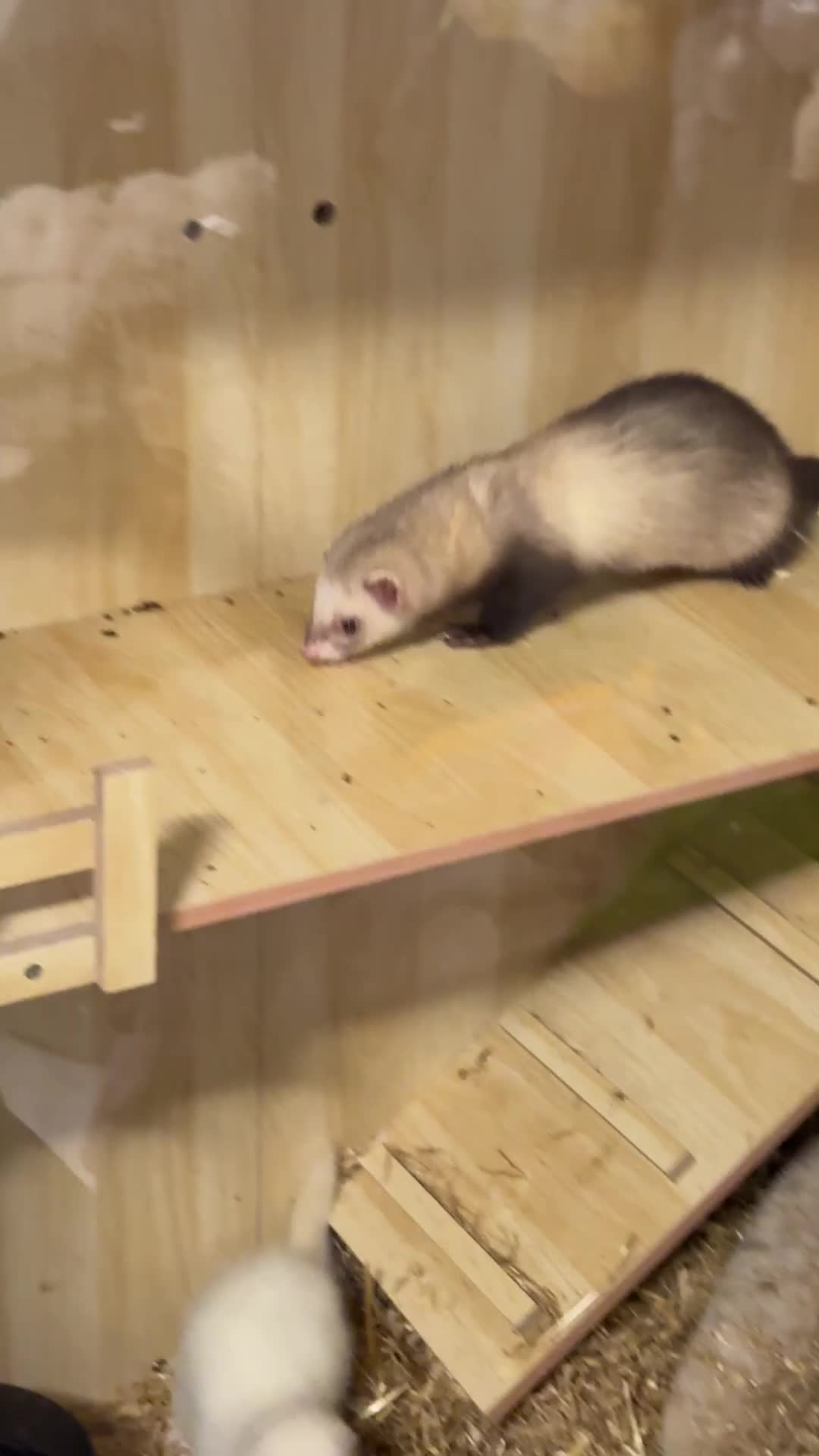 Ferret rodents for sale: Lovely ferrets for rehoming - Video 3