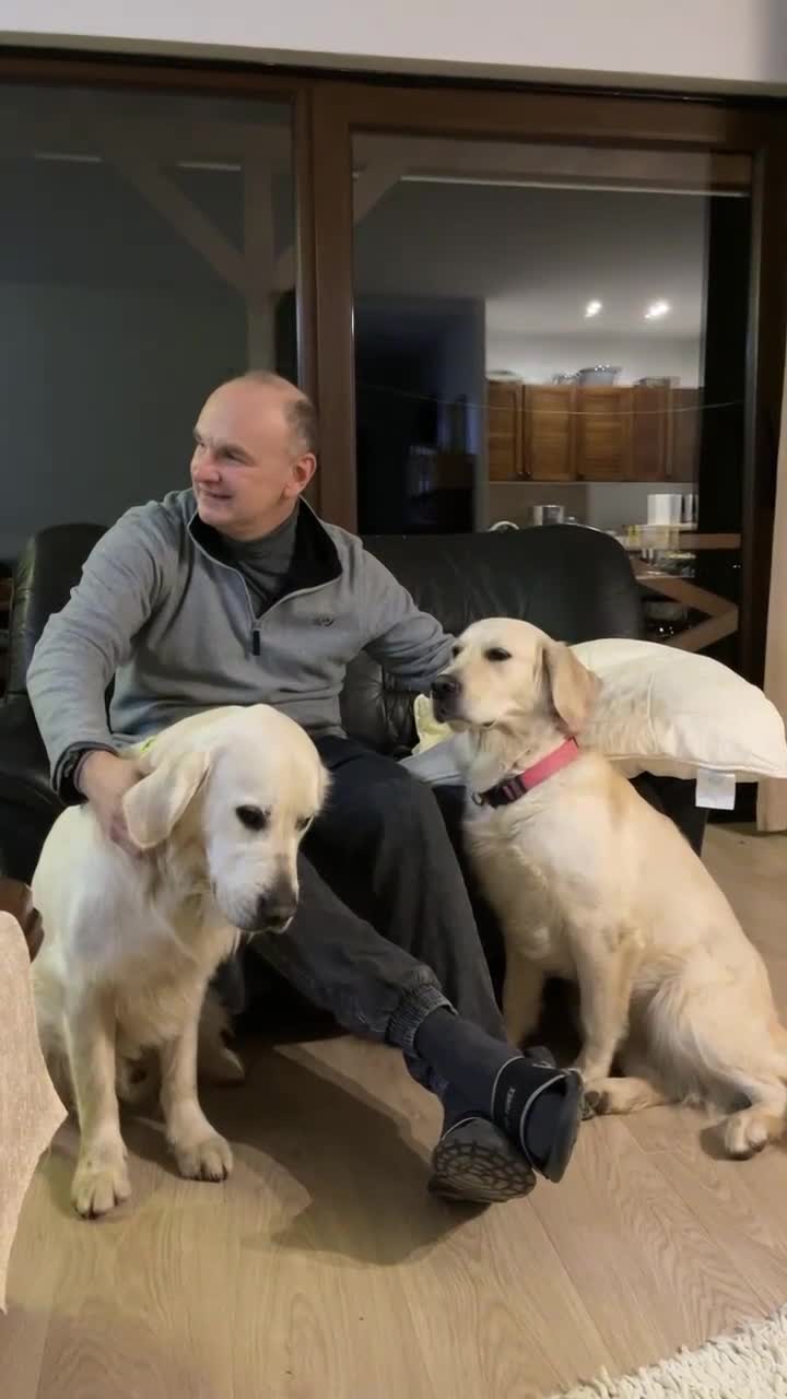 Golden Retriever dogs for sale: KC Registered golden retriever girl - Video 1