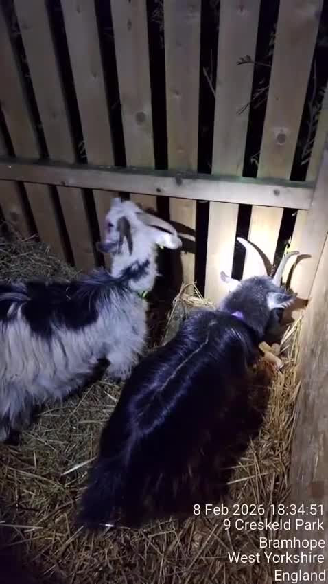 Goats livestock for sale: Pigmy Goats - Video 1