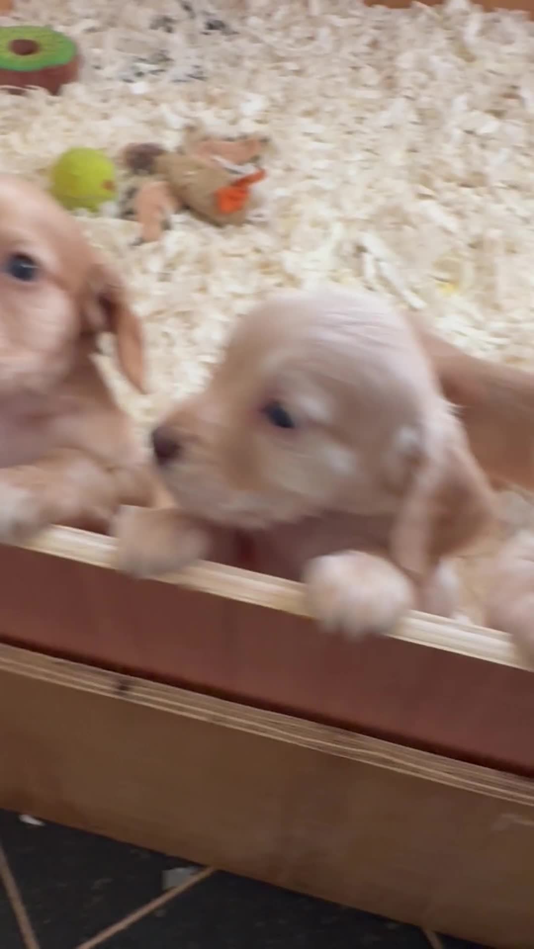 Cocker Spaniel dogs for sale: Kc Working Cocker Spaniel Puppies  - Video 1