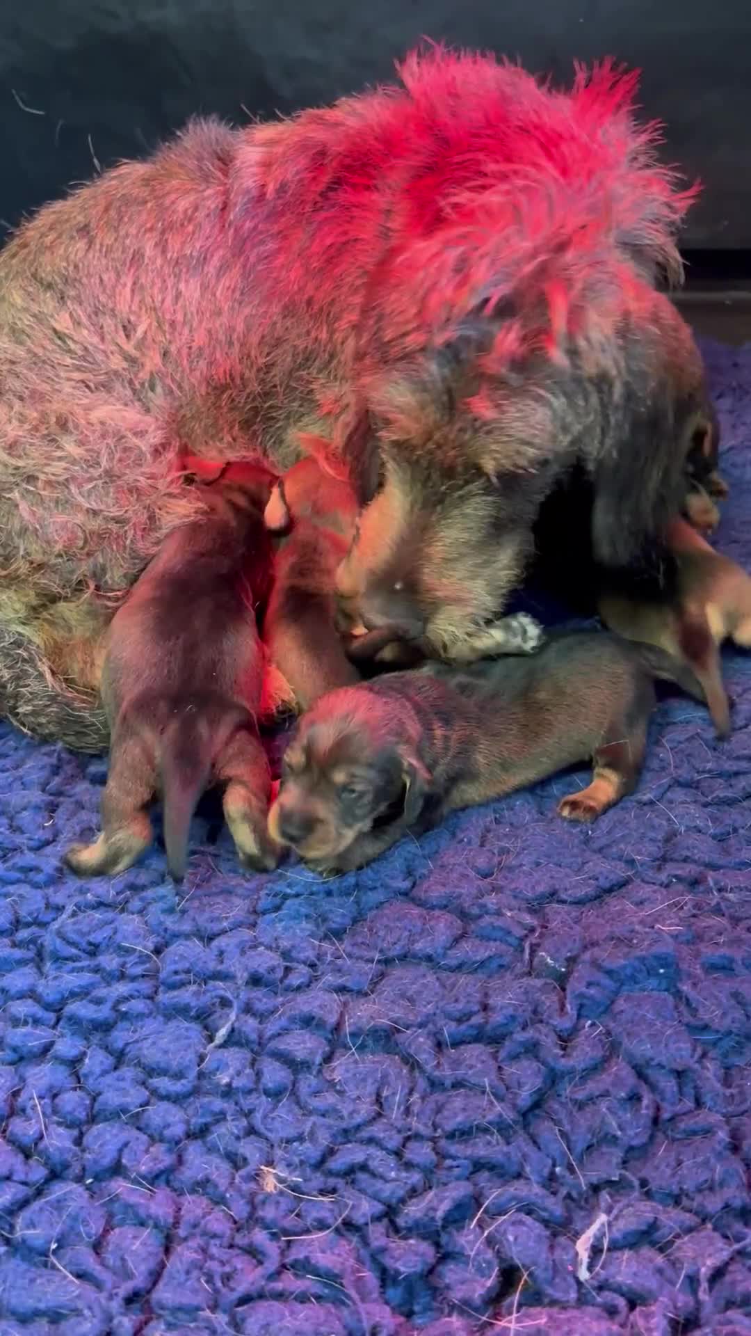 Dachshund dogs for sale: Wire haired Dachshund Puppies KC reg Teckle  - Video 2