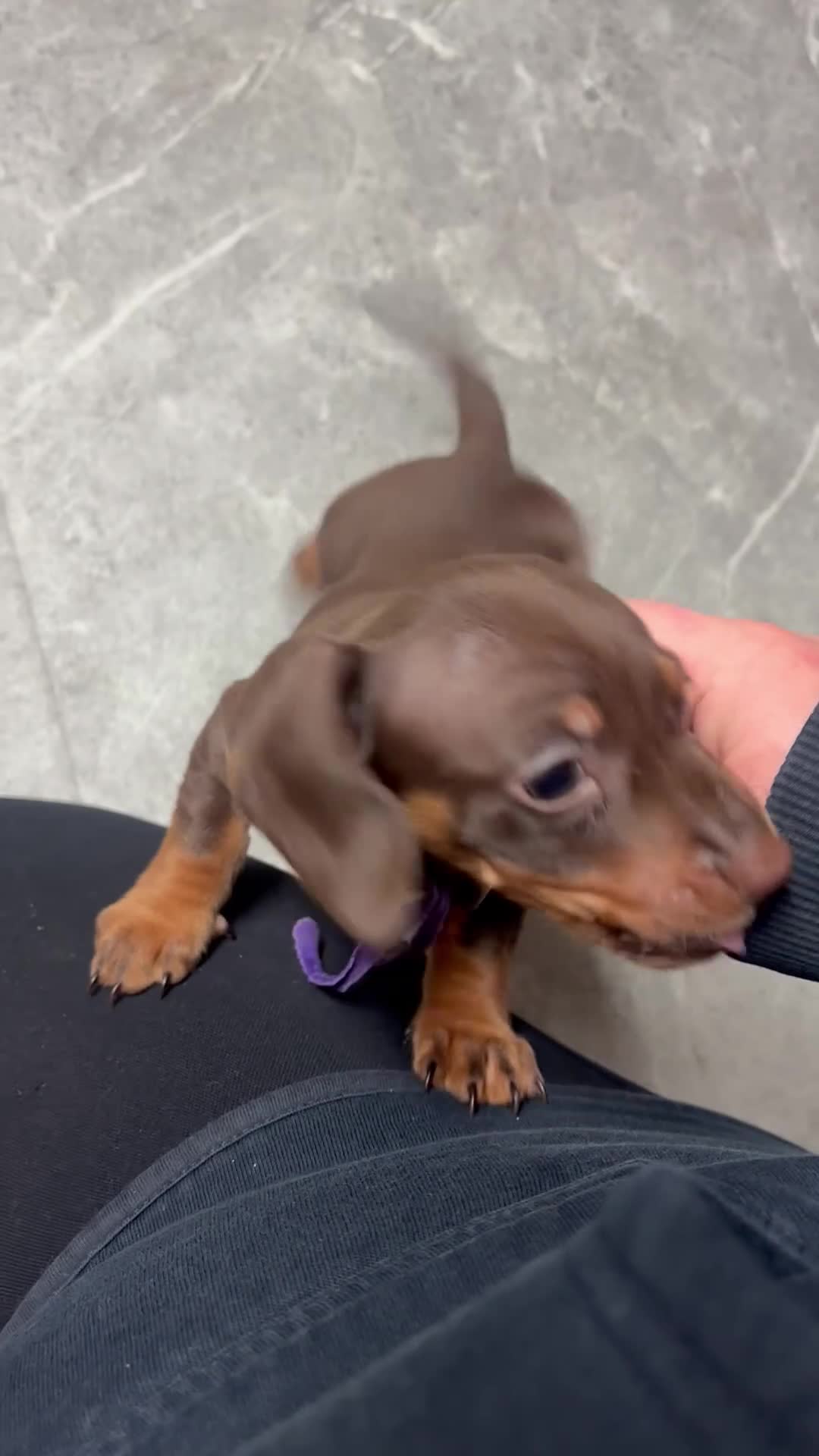Miniature Dachshund dogs for sale: 2 girls left. Miniature Dachshund KC Puppies!  - Video 1