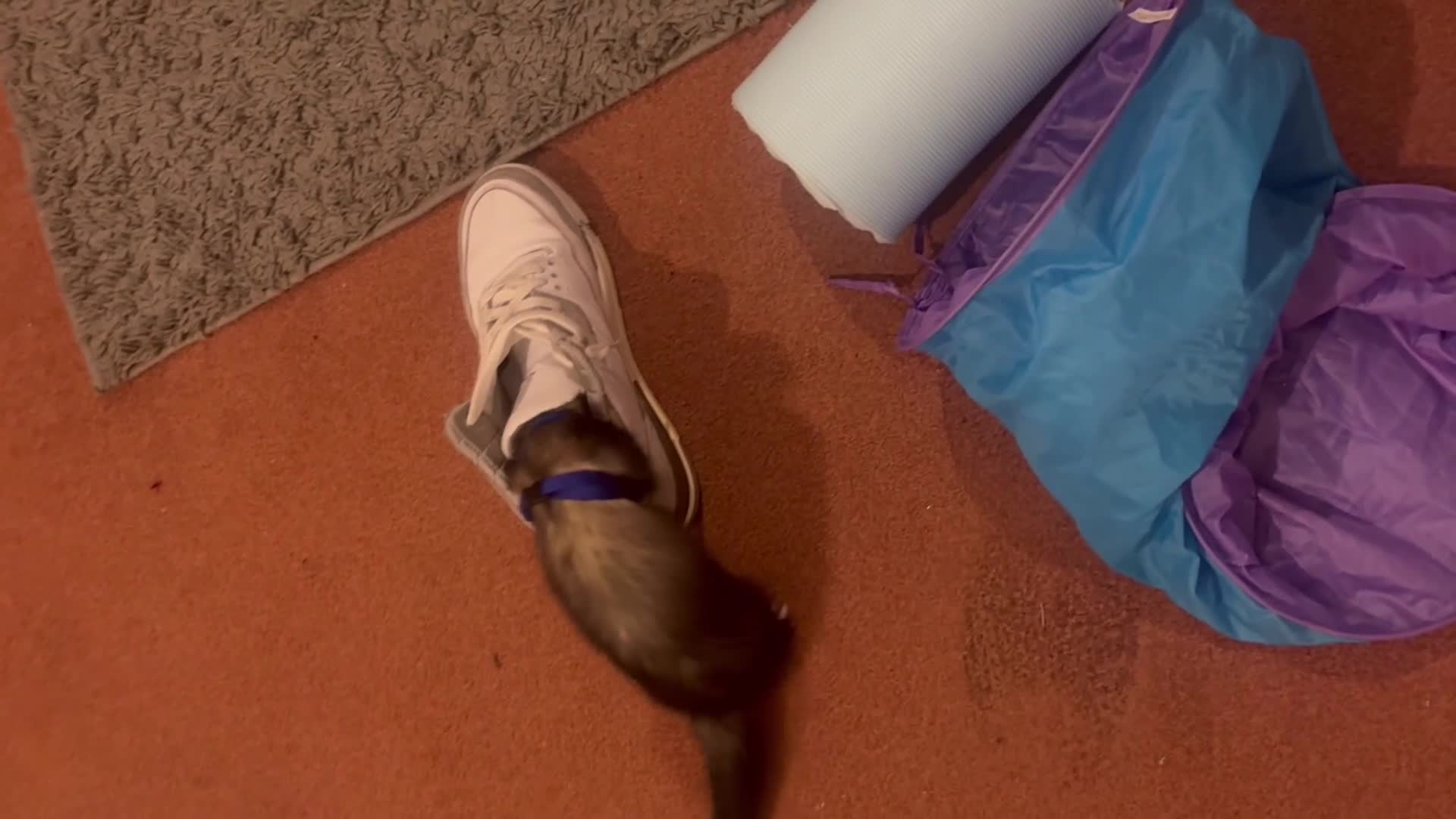 Ferret rodents for sale: Friendly cute ferret looking for a good home  - Video 2