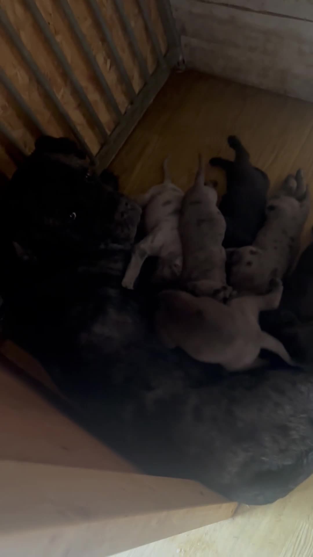 Cane Corso dogs for sale: Cane corso pups  - Video 1