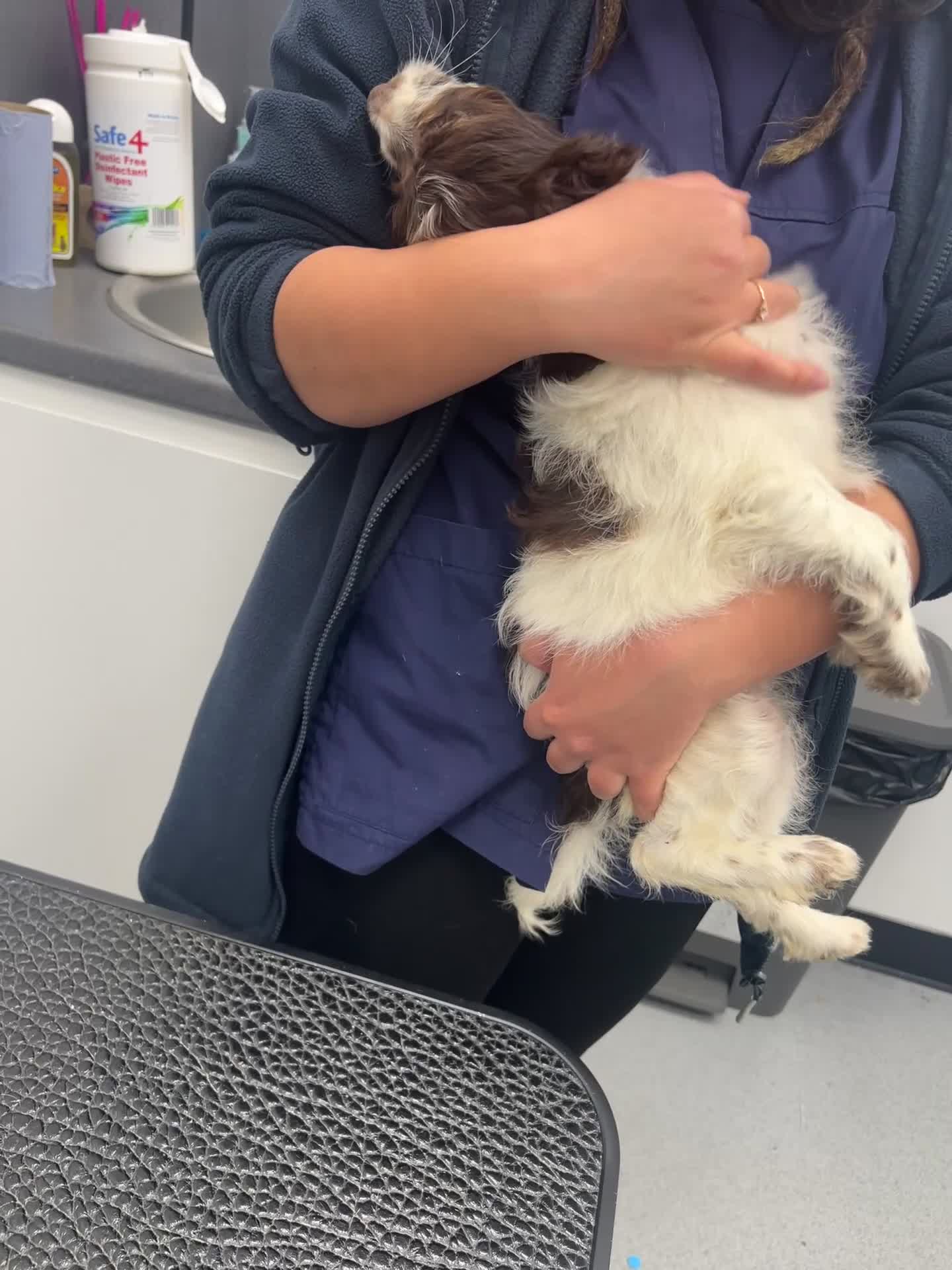 Cockapoo dogs for sale: Last couple of F1s - £450 merle, chocolate, Parti  - Video 2