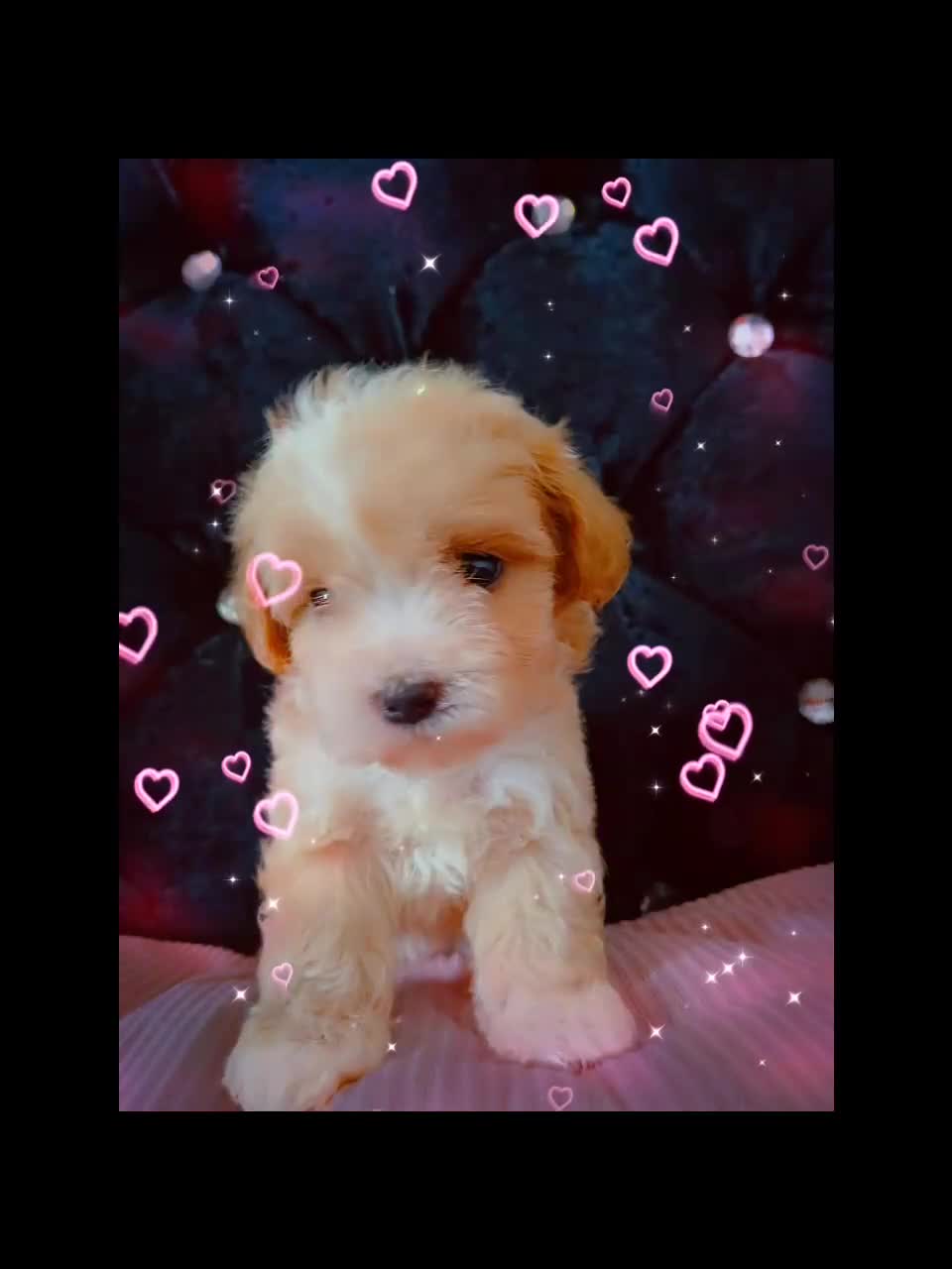 Maltipoo dogs for sale: Beautiful Maltipoo puppies for sale 🐶❤️ - Video 1