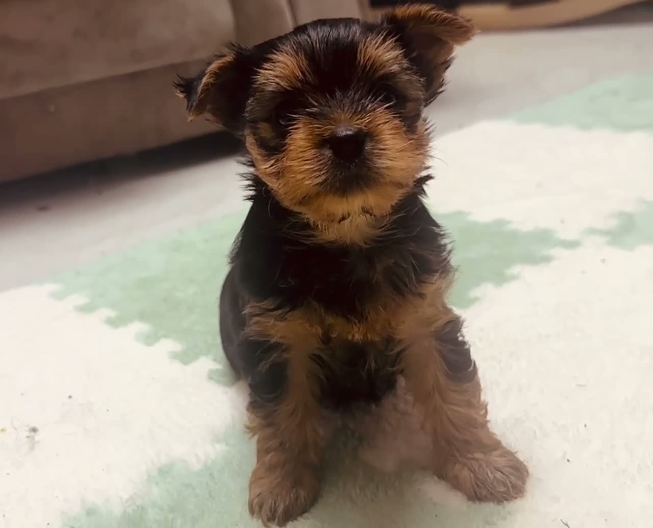 Yorkshire Terrier dogs for sale: 🐾  Beautiful Yorkshire Terrier Puppies  🐾 - Video 1