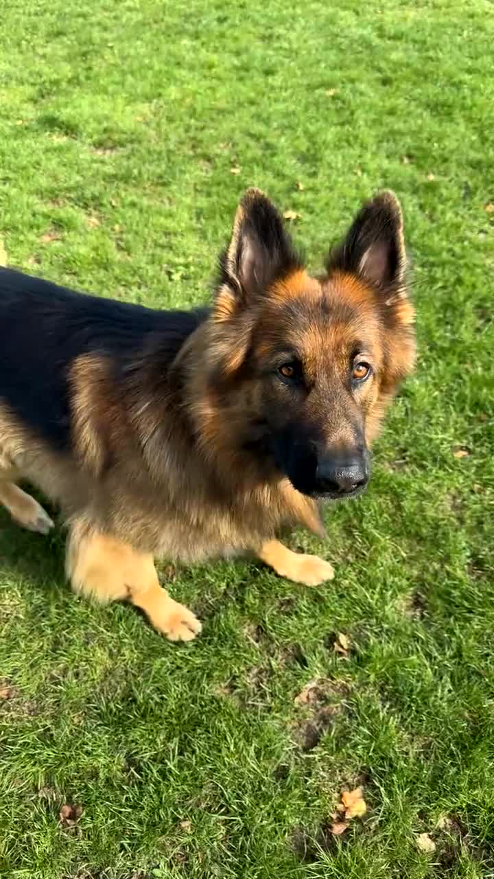 German Shepherd dogs for stud: Stud Available – Long-Haired German Shepherd - Video 2