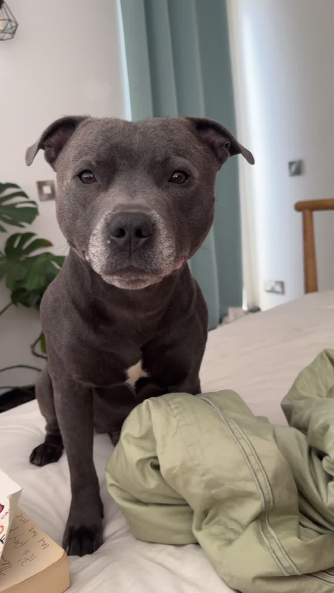 Staffordshire Bull Terrier dogs for stud: Athletic loving temperament blue staff stud in London - Video 2