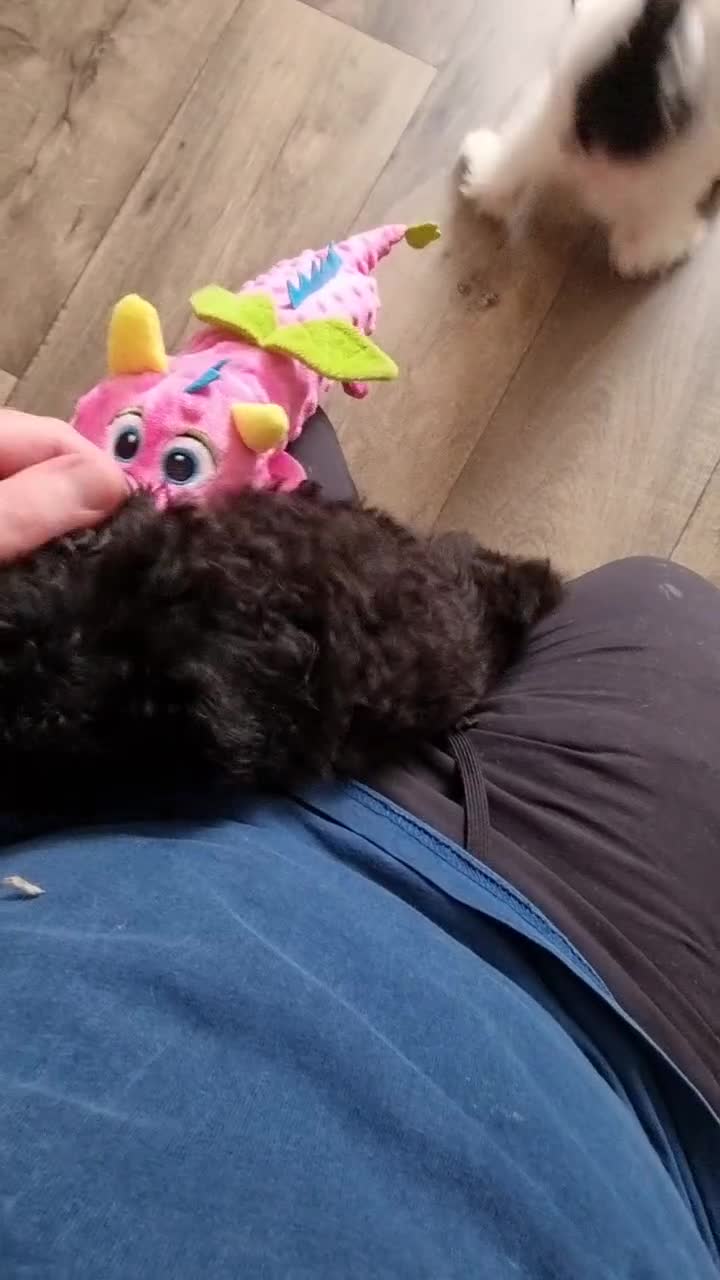 Cockapoo dogs for sale: Fully Vaccinated Best Friend Sofa Companions 🥰   - Video 3