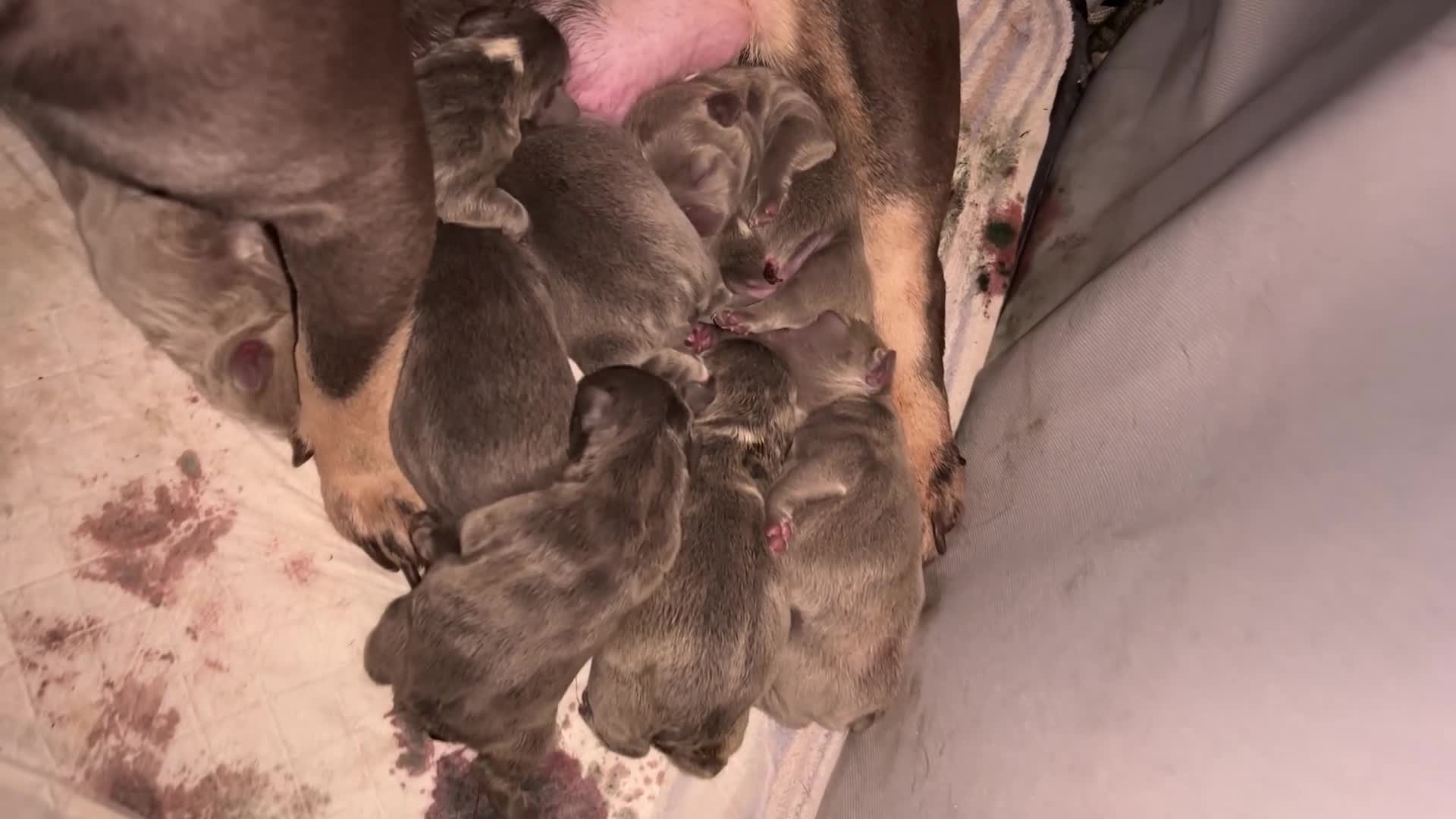 French Bulldog dogs for sale: Gorgeous Lilac, Pink Isabella, & Blue Frenchies - Video 2