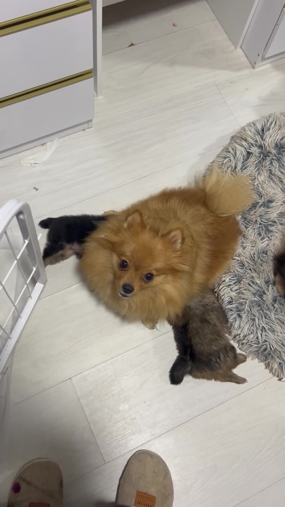 Pomeranian dogs for sale: Beautiful baby girls  - Video 1