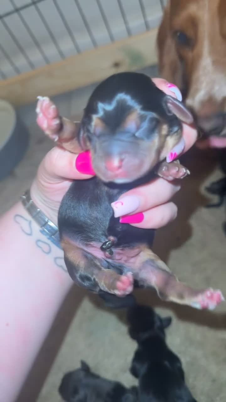 Mixed Breed dogs for sale: 10 docker puppies for sale in Bishop Auckland - Video 2