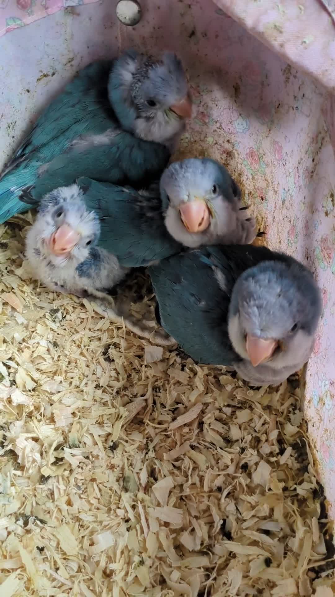 Parakeets birds for sale: Baby Quaker parrots boys and girls available  - Video 3