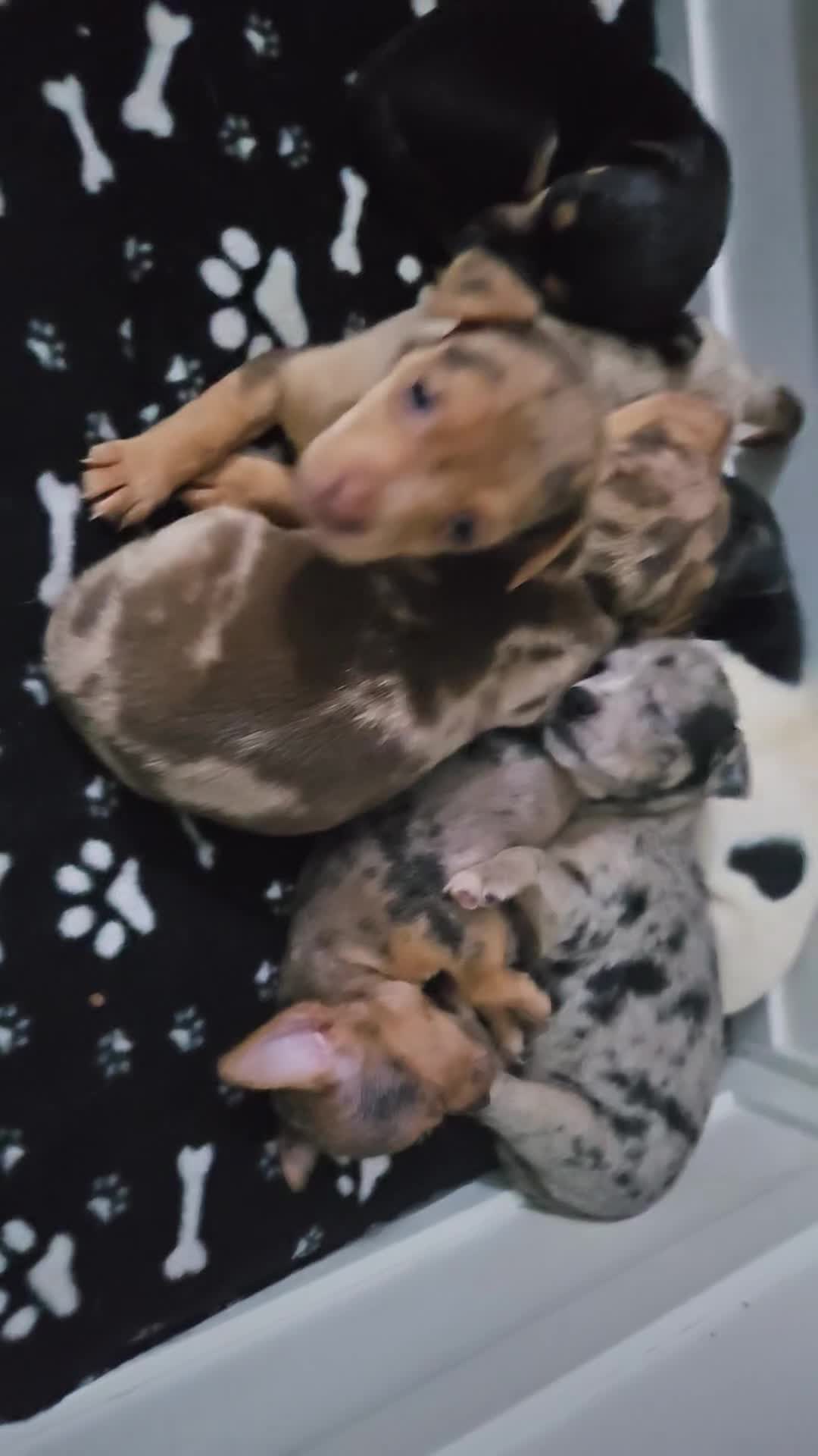 Jack Russell dogs for sale: Full jack russell puppies  - Video 1