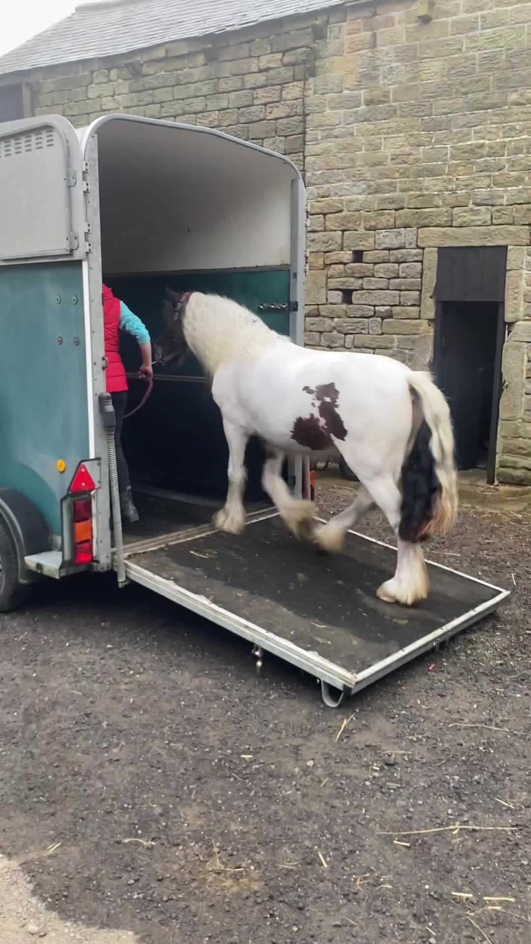 Irish Cob horses for sale: Quiet 3 year old 13hh mare  - Video 2