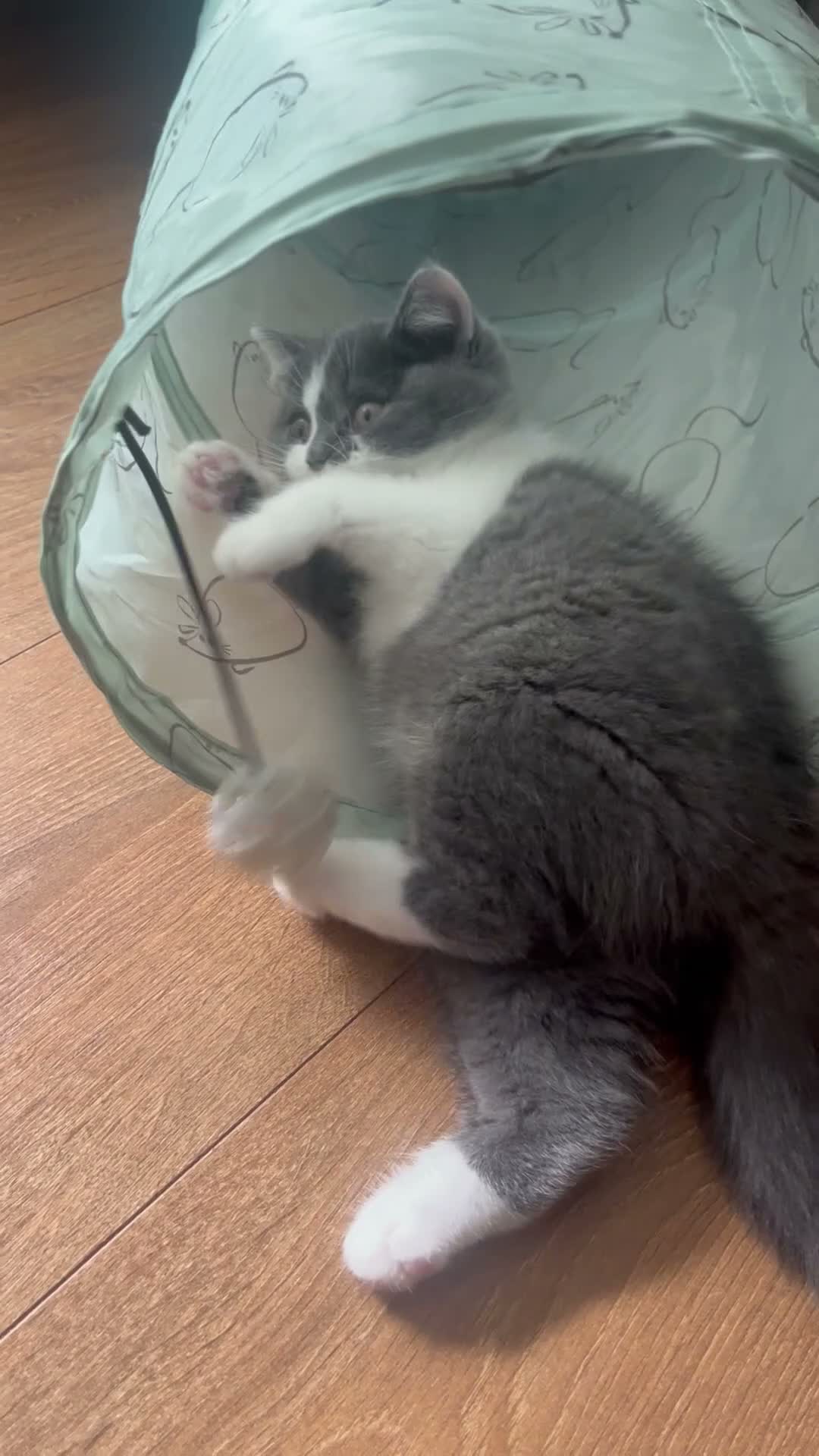 British Shorthair cats for sale: GCCF British Shorthair Blue Bicolour Ready Now - Video 4