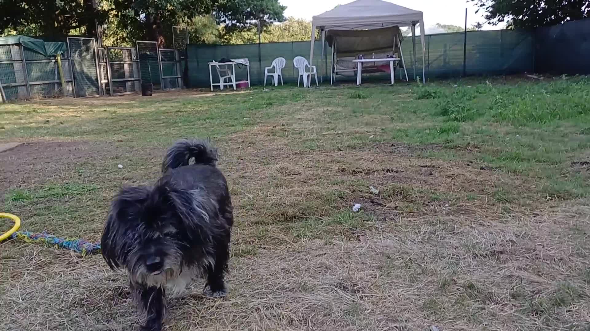Bichon Frise dogs for adoption: A Lovely Bichon Boy - for a Loving Home - Video 2