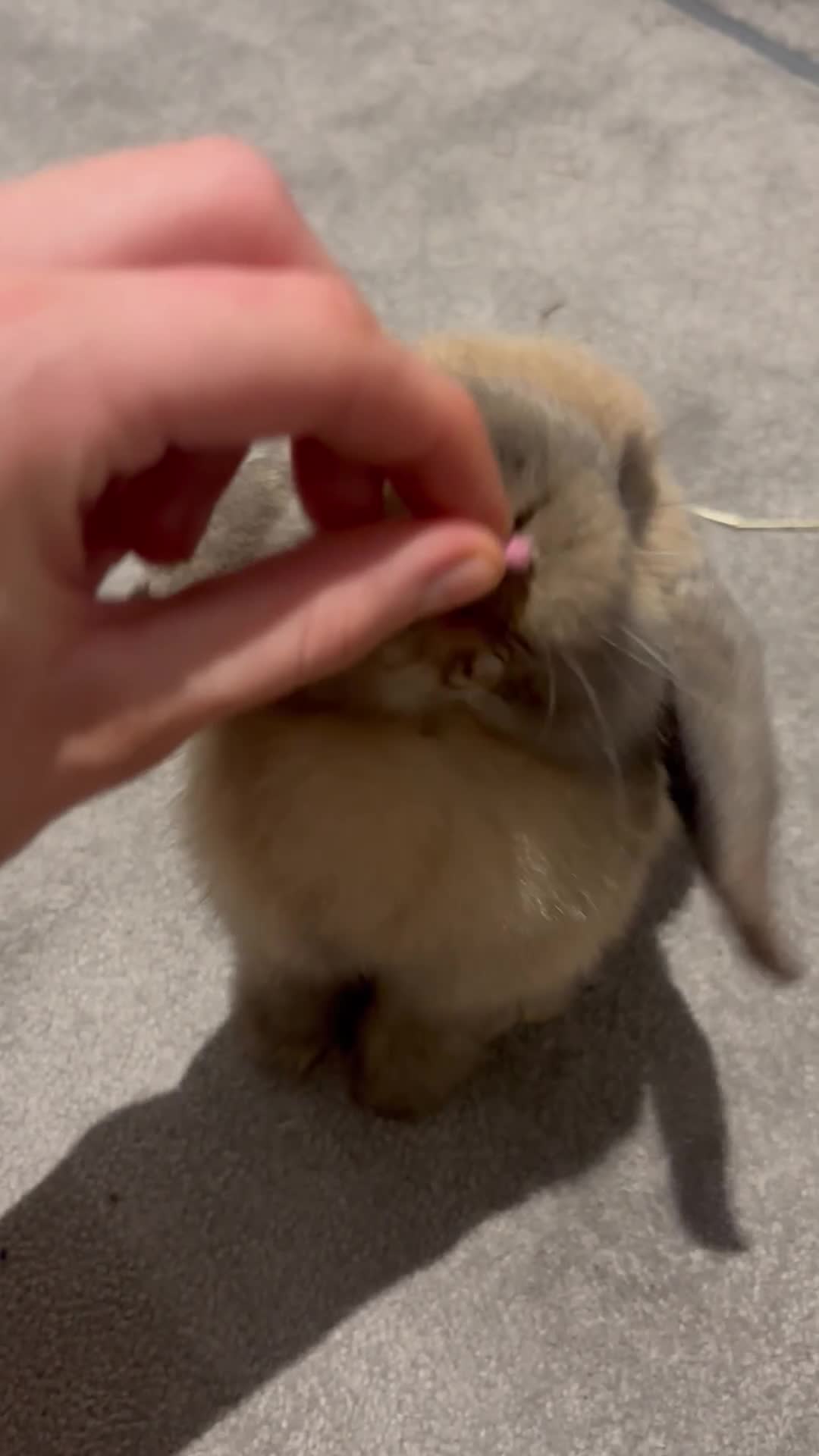 Mini Lop rabbits for sale: Mini lop bunny for sale  in Caterham - Video 1
