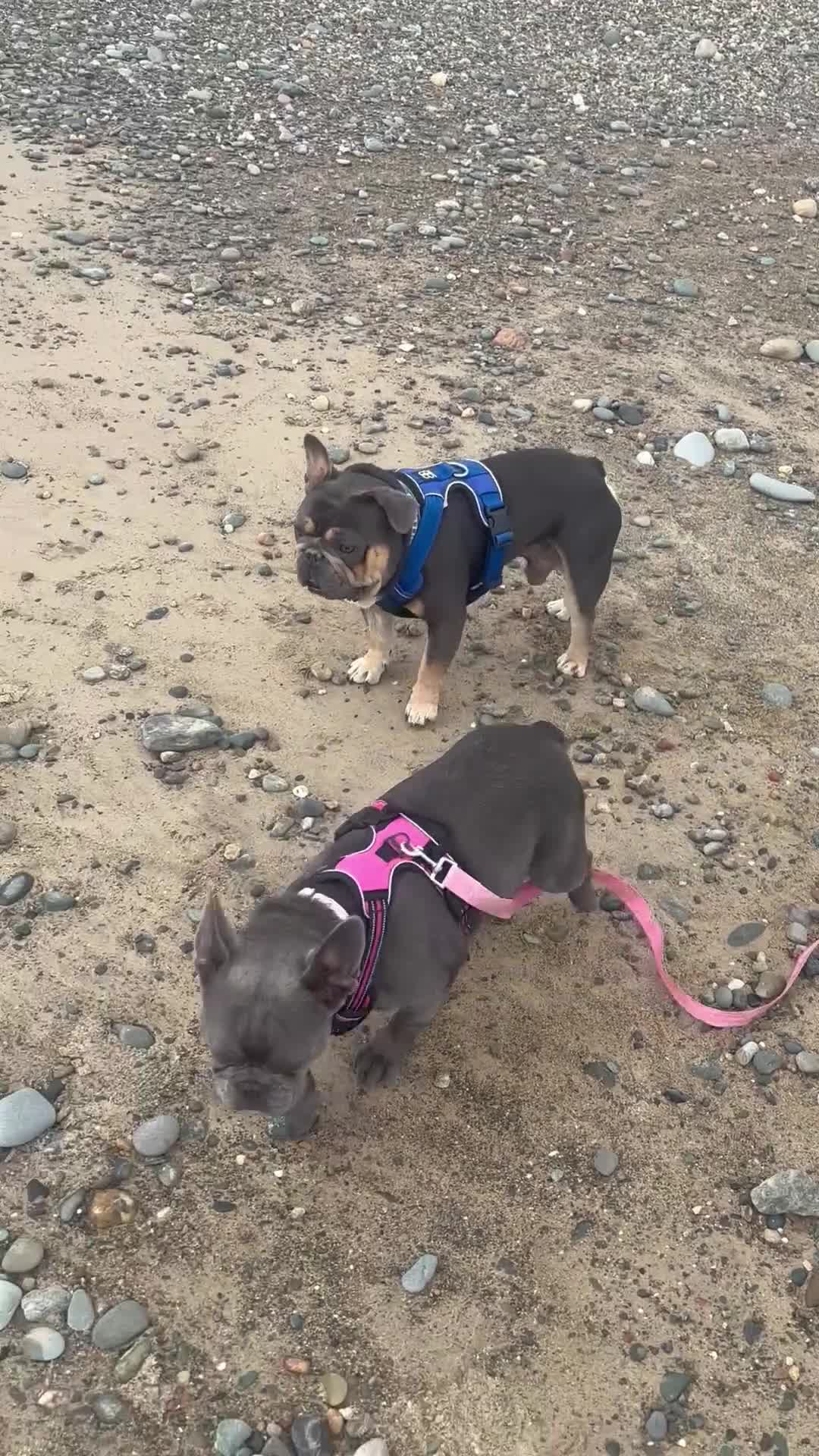 French Bulldog dogs for sale: Chunky French bulldog pups 4 girls  - Video 5