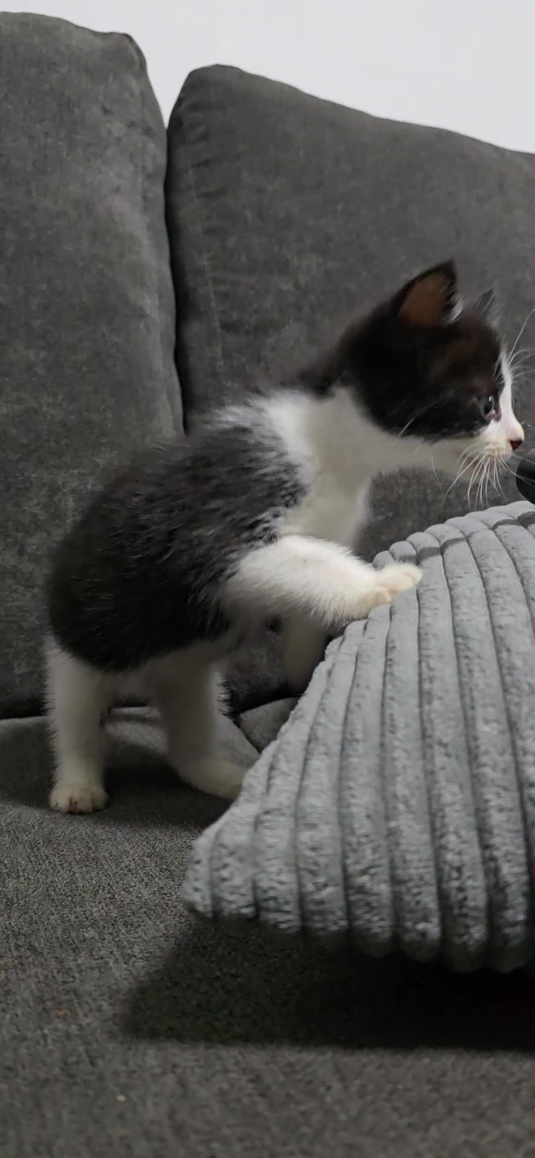 Mixed Breed cats for sale: Two kittens available - Video 5