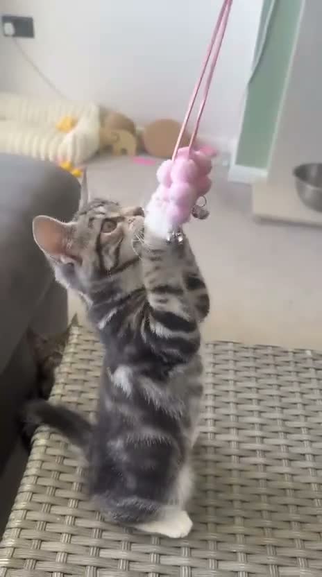 Mixed Breed cats for sale: Maine Coone cross female kittens - Video 1