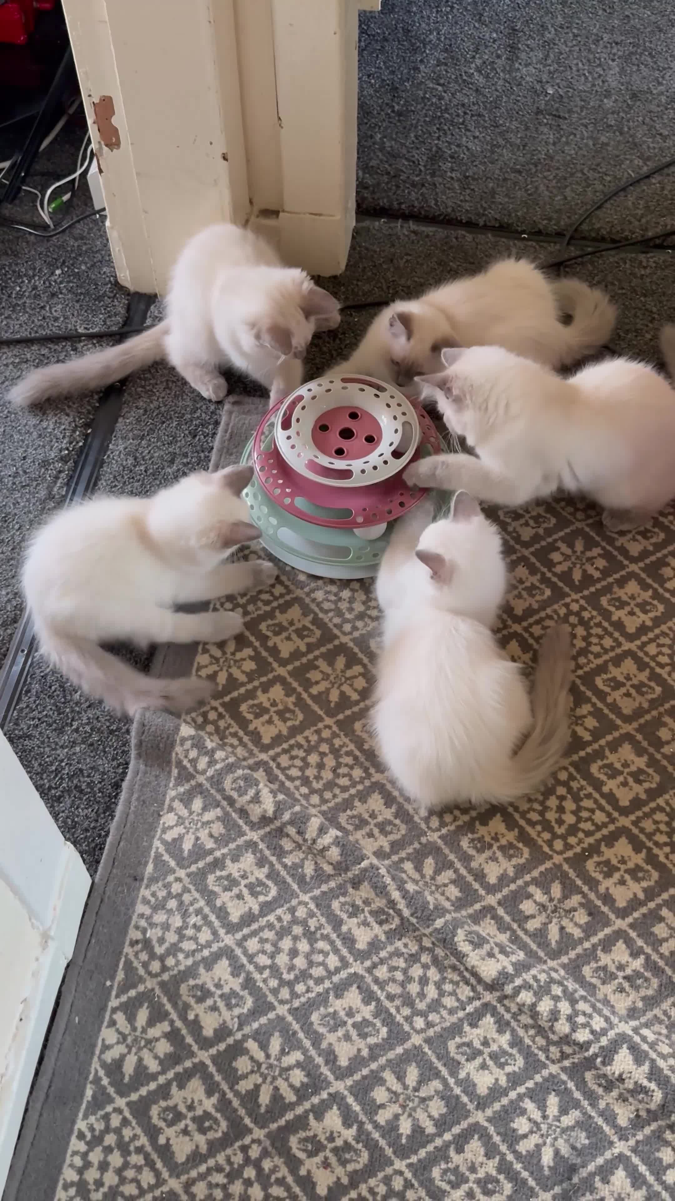 Ragdoll cats for sale: First litter  - Video 1