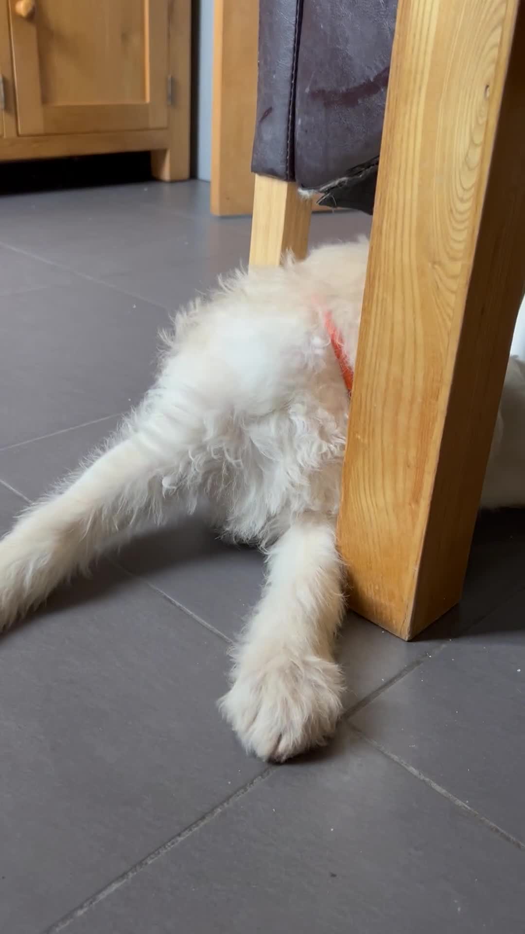 Labradoodle dogs for sale: Gorgeous labradoodle puppy  - Video 1