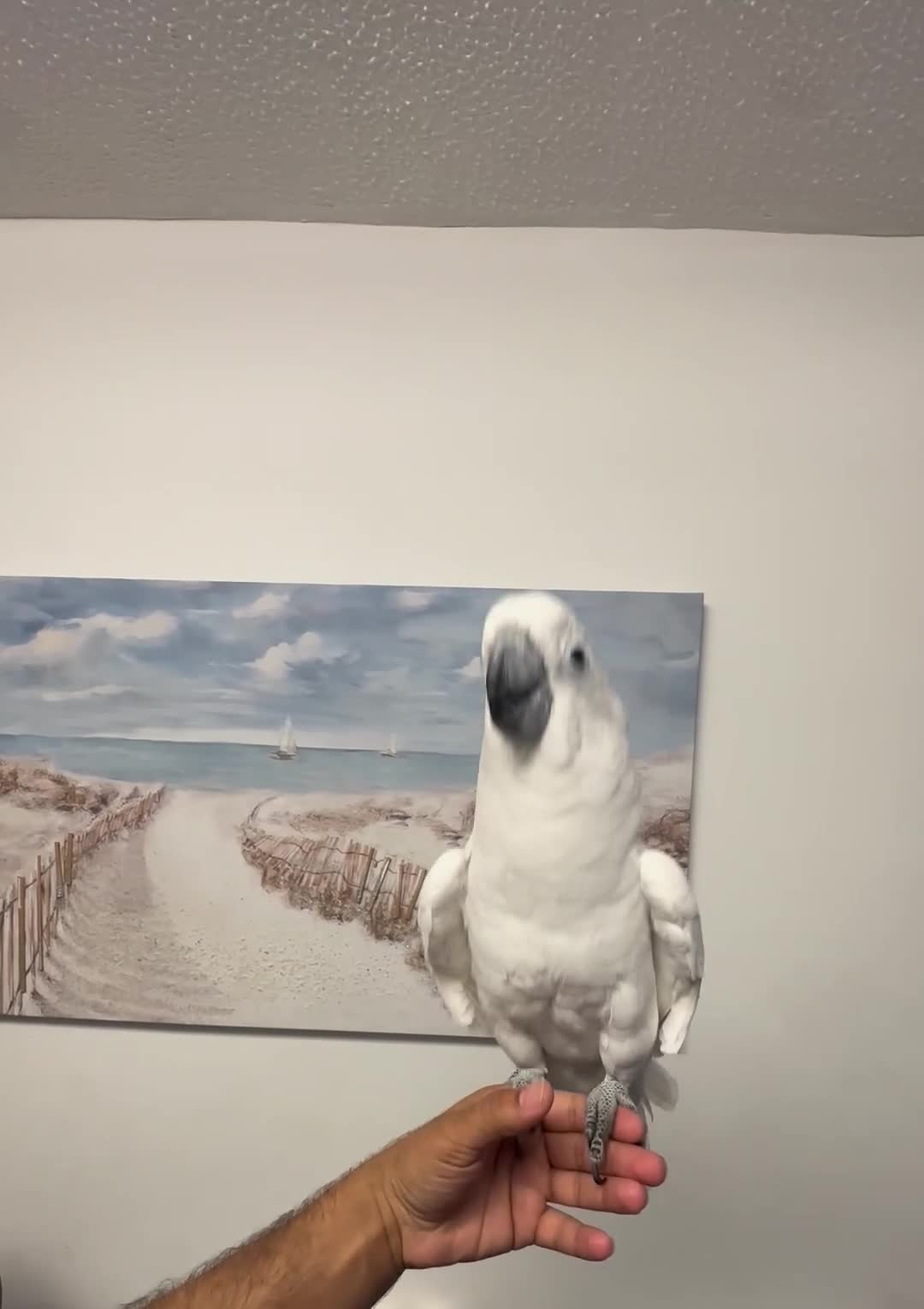 Cockatoo birds for sale: Super tame snowy cockatoo - Video 1