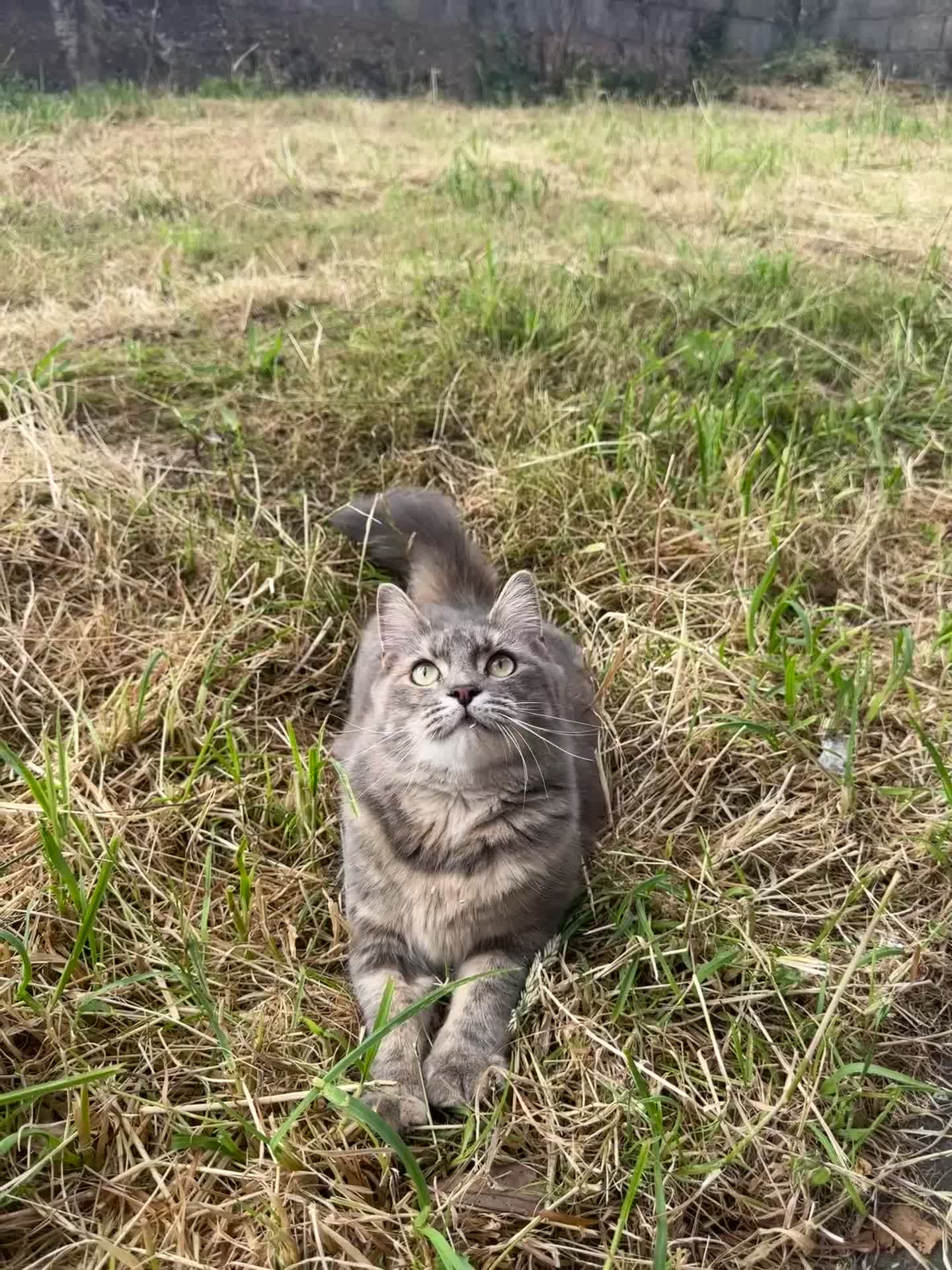 Mixed Breed cats for sale: 5 beautiful kittens - Video 1