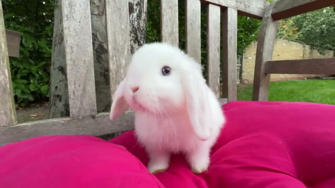 Mini Lop rabbits for sale: Two super friendly gorgeous mini lops - Video 1