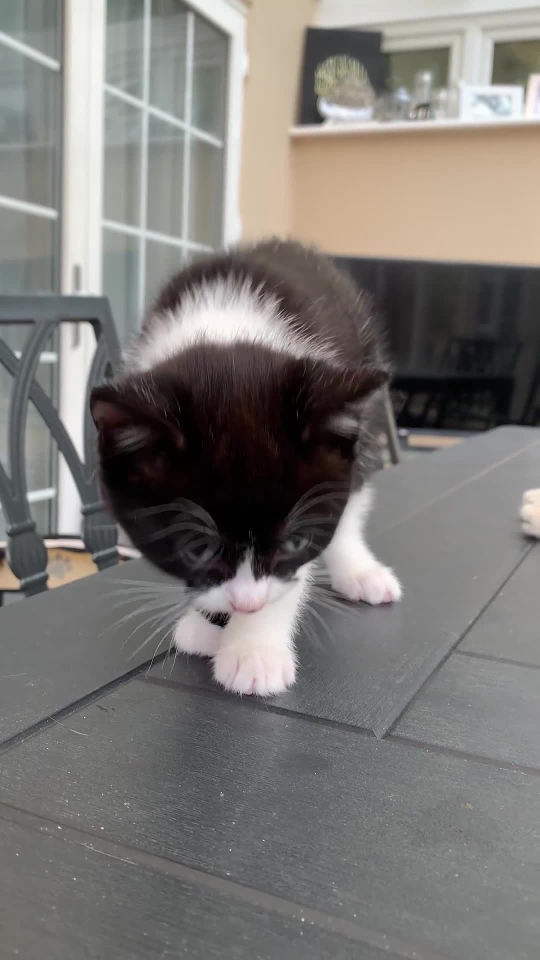 British Shorthair cats for sale: 3 British shorthair x tabby  - Video 4
