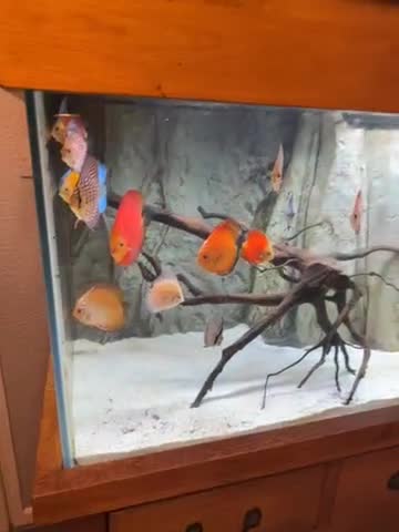 Discus fish for sale: Discuss Plus Phantom - Video 1