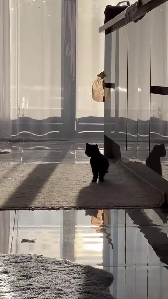 Mixed Breed cats for sale: Mixed British shorthair and black cat race in Birmingham - Video 2