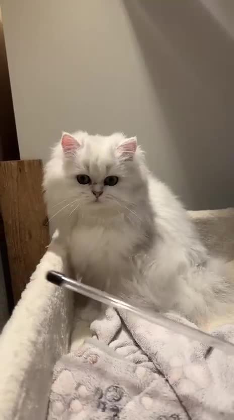 Scottish Fold cats for sale: Scottish fold and straight kittens  - Video 1