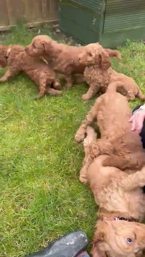 Cockapoo dogs for sale: Cockerpoo Pups by POLICE K9 Behaviourist  - Video 1