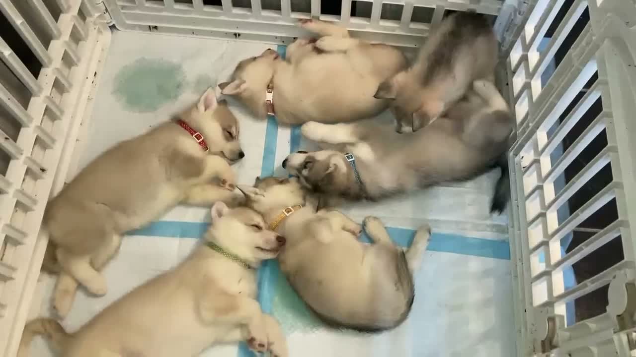 Siberian Husky dogs for stud: Proven Siberian Husky Stud - Video 1