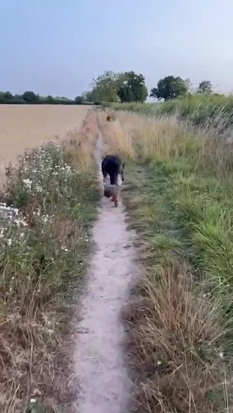 German Shepherd dogs for sale: Longhaired German Shepard  - Video 2