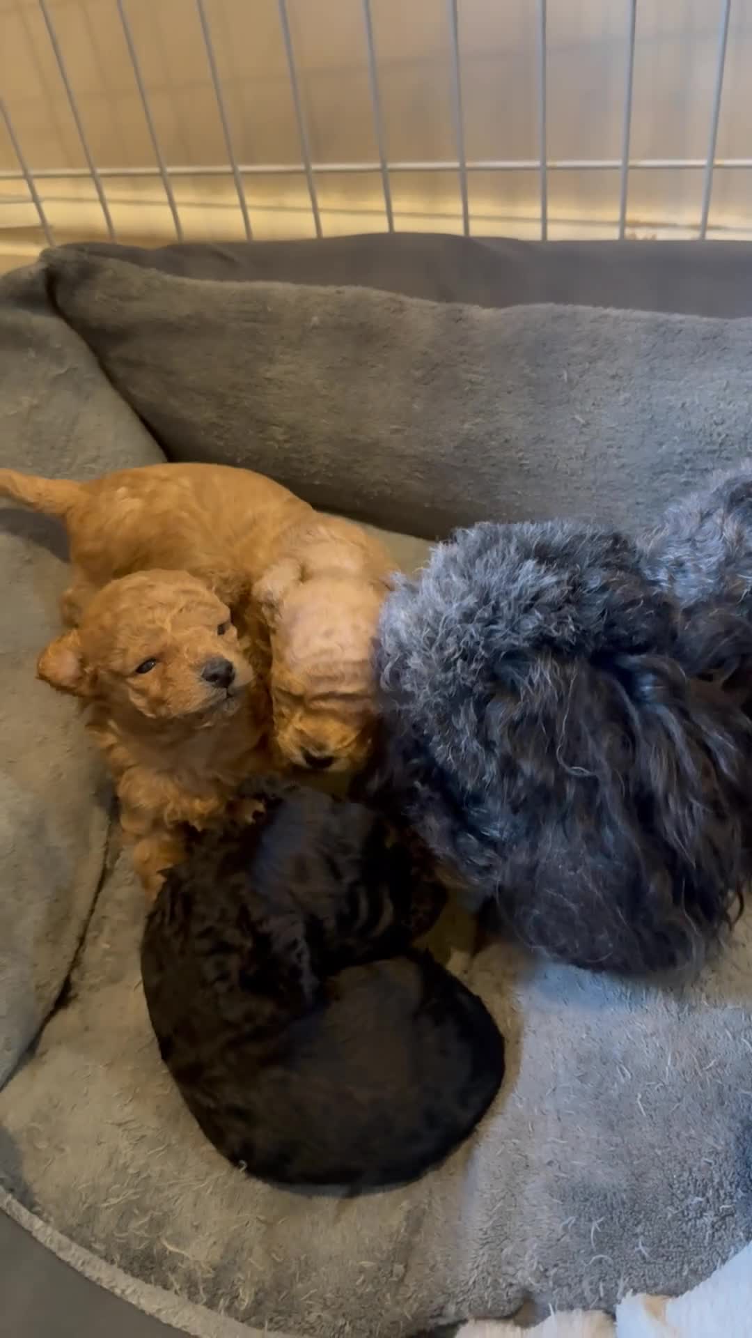 Toy Poodle dogs for sale: Beautiful half Asian puppies 🐻❤️ - Video 2