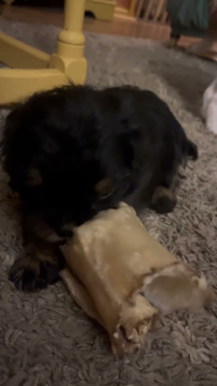 Cavapoo dogs for sale: Toy Cavapoo  - Video 1