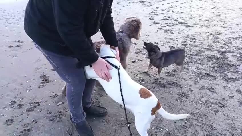 Mixed Breed dogs for adoption: Pamela  in Droitwich - Video 1