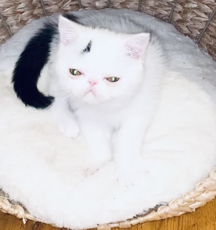 Exotic cats for sale: 🏆PREMIUM QUALITY KITTENS🏆BOOKED! - Video 2