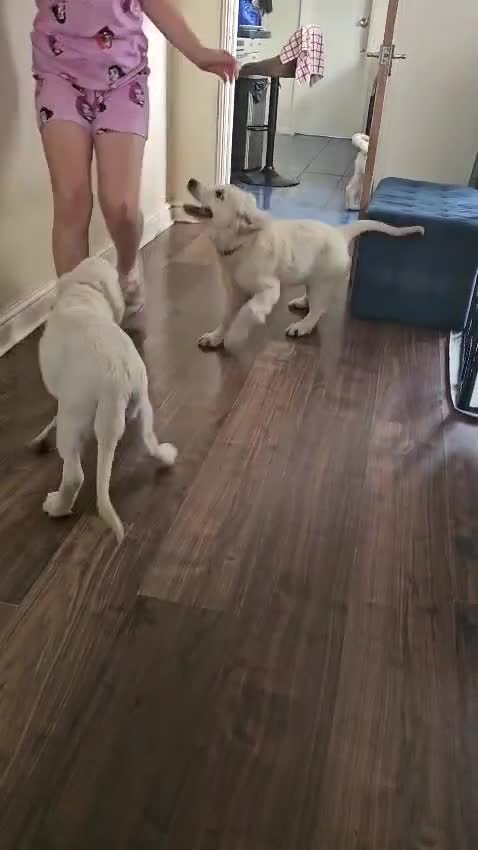 Golden Retriever dogs for sale: ❤️❤️❤️ Beautiful KC Golden Retriever puppies❤️❤️❤️ - Video 5