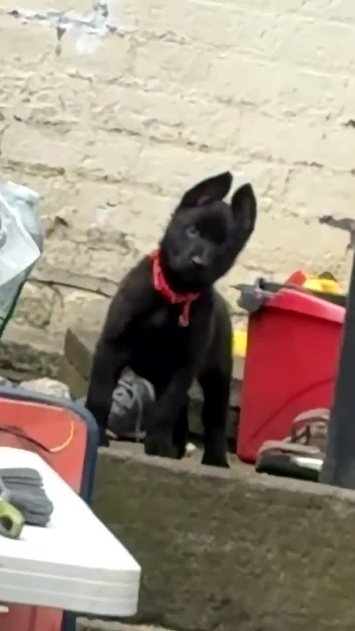 Belgian Shepherd Dog dogs for sale: Dutch shepherd  in Bolton - Video 1