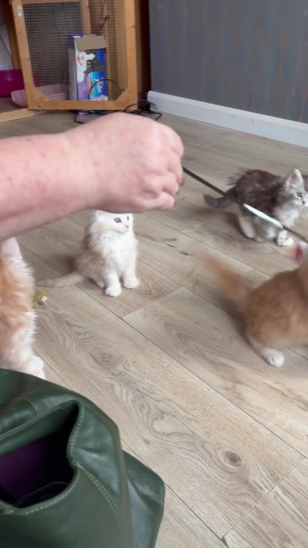 Maine Coon cats for sale: Two registered mainecoon kittens (1 poly)  - Video 1