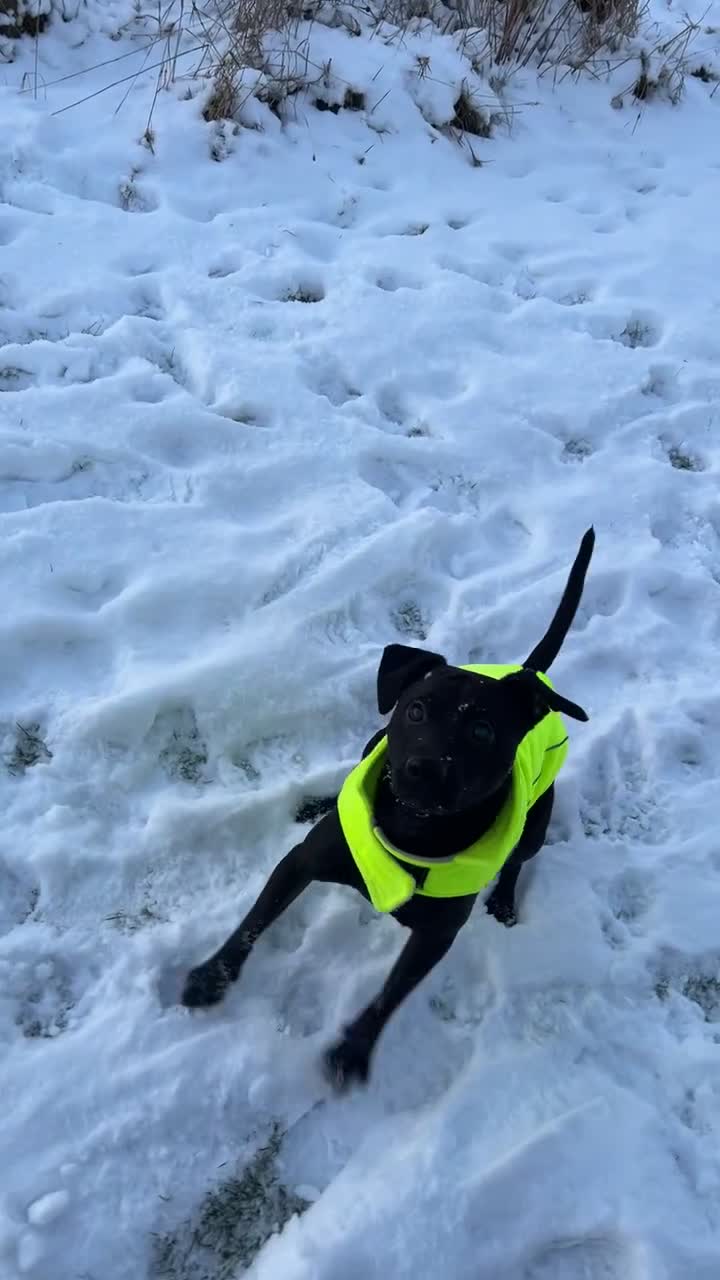 Patterdale Terrier dogs for sale: 3 year old Patterdale terrier  in Jarrow - Video 1