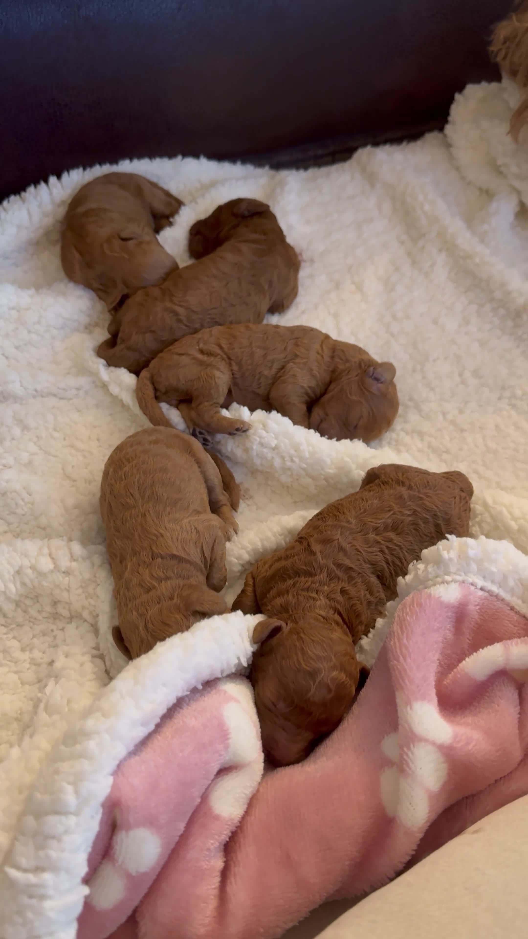 Toy Poodle dogs for sale: Absolutely gorgeous puppies 🐶  - Video 1
