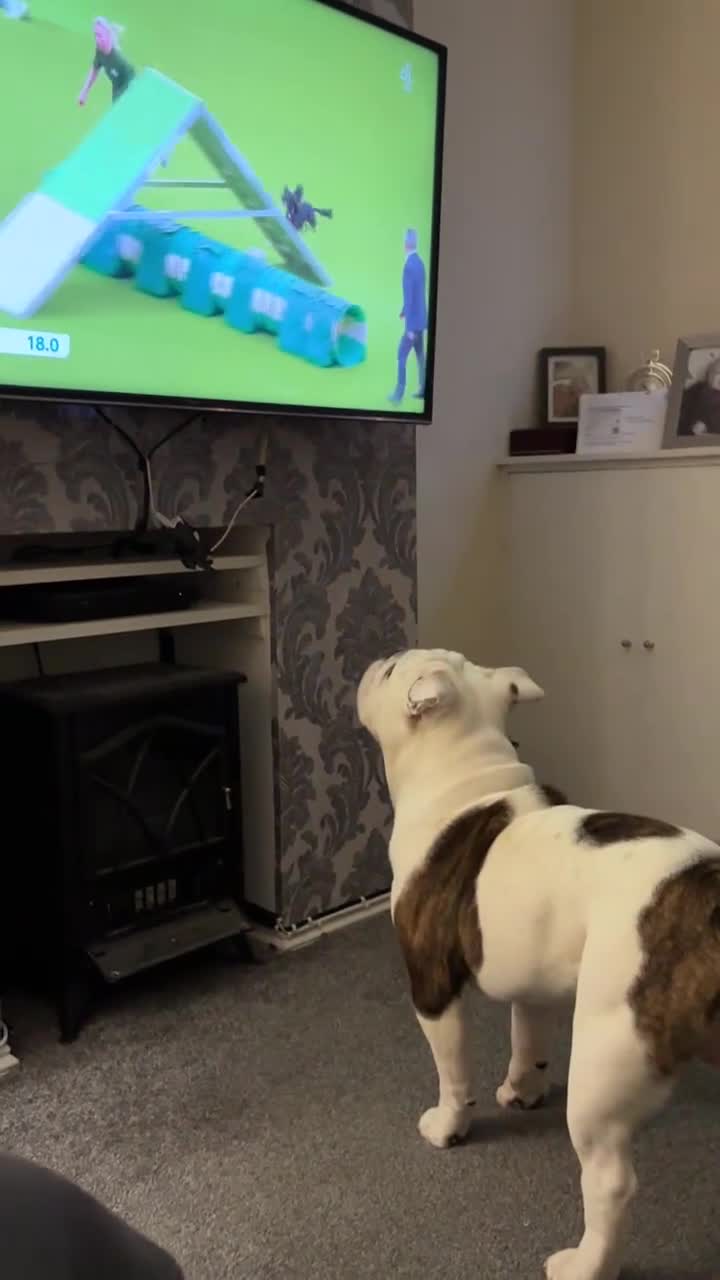 English Bulldog dogs for sale: Reluctant sale following husbands death in Ryde - Video 1